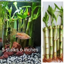 Lucky bamboo plant for sale  Sugar Land