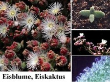 Eiskaktus frostharte blumen gebraucht kaufen  Kaiserslautern