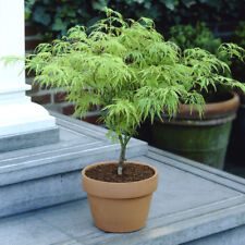 Japanese acer palmatum for sale  PETERBOROUGH