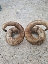 Large welsh crossbreed for sale  GLOUCESTER