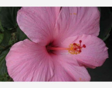 Seminole pink hibiscus for sale  Miami