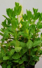Piante menta piperita usato  Monfalcone