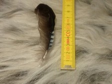 Eichelhäher feder schmuck gebraucht kaufen  Paderborn