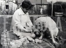 Vintage animali una usato  Roma