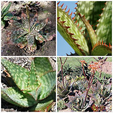 Semi aloe greatheadii usato  Nizza di Sicilia