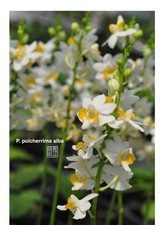Phalaenopsis pulcherrima alba for sale  SHREWSBURY
