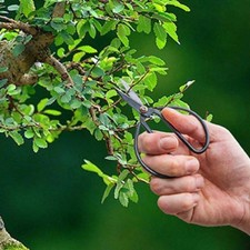Bonsai schere cm gebraucht kaufen  Düsseldorf