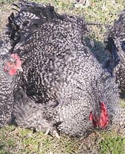 English cucko orpington for sale  Lamar