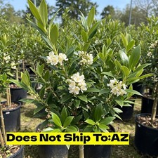 Fragrant tea olive for sale  Fort Mill