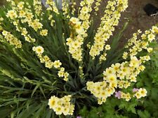 Seedling sisyrinchium striatum for sale  WAKEFIELD