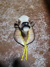 Unique calf head for sale  Smyrna