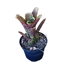 Neoregelia diamathina bromelia usato  Brindisi