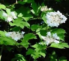 guelder rose for sale guelder rose for sale ALTON