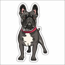 Adesivo bulldog francese usato  Massa di Somma