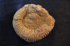 edelsfeld gebraucht kaufen edelsfeld gebraucht kaufen Edelsfeld