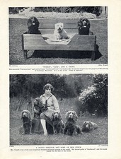 Sussex spaniel well for sale  COLEFORD