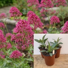Centranthus ruber pretty for sale  TIPTON
