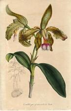 Stampa antica fiori usato  Lecco