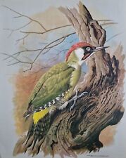 Vintage bird book for sale  DERBY