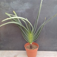 Aloe plicatilis xl gebraucht kaufen Aloe plicatilis xl gebraucht kaufen  Detmold
