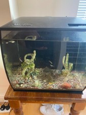 Small aquarium fish for sale  BRAINTREE