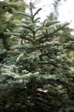 Abies concolor weißtanne gebraucht kaufen  Westerstede