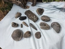 Quality fossil set for sale  REDCAR