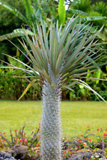 Pachypodium geayi rare d'occasion  Expédié en Belgium