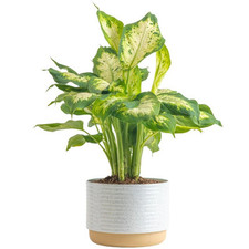 Dieffenbachia live plant for sale  Edison