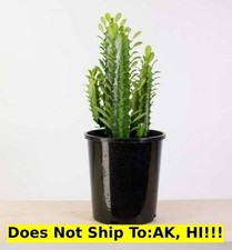 Houseplant green cathedral for sale  Homestead