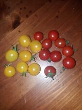 Tomatensamen primabella bio gebraucht kaufen  Löbau