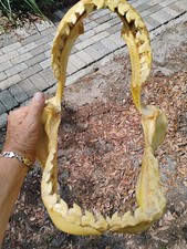 Tiger shark jaw for sale  Jacksonville