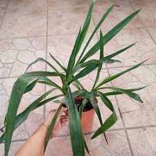 yucca elephantipes usato  Barcellona Pozzo di Gotto