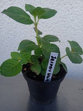 Fuchsie jaspers white gebraucht kaufen  Westerheim