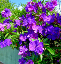Tibouchina athens live for sale  Hudson