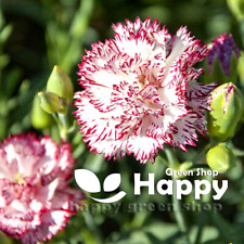 Carnation benigna 100 for sale  DONCASTER