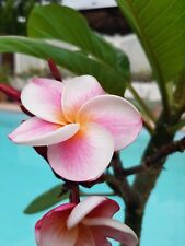 plumeria gebraucht kaufen plumeria gebraucht kaufen Pfaffenhofen a.d.Ilm