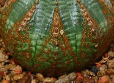 Euphorbia obesa brown usato  Napoli