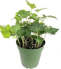 english ivy ground for sale english ivy ground for sale USA