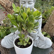 Jade plant crassula for sale  Van Nuys