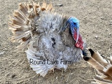 Fertile turkey hatching for sale  Fennville