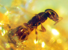 Pliocene amber africa for sale  WAKEFIELD