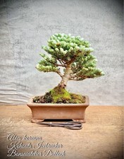 Abies koreana icebreaker gebraucht kaufen  Golßen
