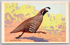 California quail portrait for sale  Hayden