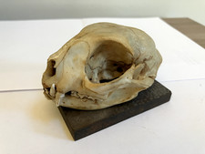 chat fonte d'occasion chat fonte d'occasion  Saint-Nom-la-Bretèche