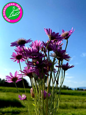 Papierblumen mix 200 gebraucht kaufen  Tittmoning