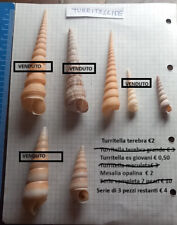 Conchiglie collezione turritel usato  Lucignano