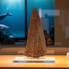 Real mosasaur tooth for sale  Gilbert