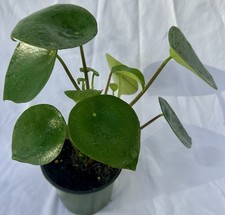 Raindrop peperomia for sale  Tampa