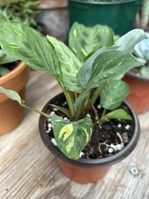 Maranta variegated beauty for sale  Seminole